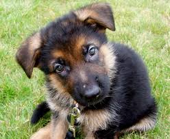Buy and sell almost anything on gumtree classifieds. Quotes About Black German Shepherds Quotesgram