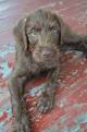 Pudelpointer Dog Breed Facts & Information | Cuteness