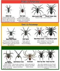 Spider Identification Chart Health Spider Identification