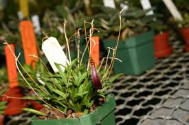 Image result for Triceratella