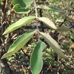 Image result for Lannea discolor