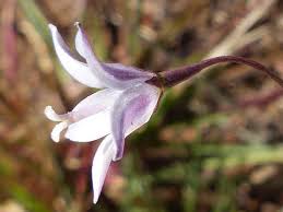 Image result for Wahlenbergia virgata