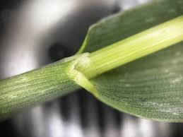 Image result for Digitaria compressa