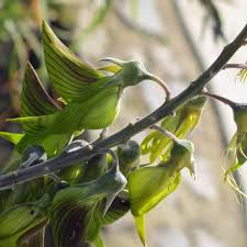 Image result for Crotalaria monteiroi