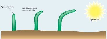 Chapter 26 Response In The Flowering Plant Planting Flowers Plants Plant Growth