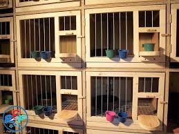 Pigeon Loft Design Ideas And Pigeon Loft Plan Pigeon Loft Pigeon Loft Design Loft Design