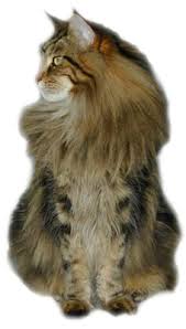 The price for a maine coon in the uk averages around 900 (gbp) and. Breeders Of Quality Authentic Maine Coons Majesticoon