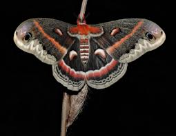 Image result for Cecropia