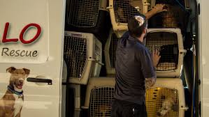 So, we're helping them find the one thing they need most: Maricopa County Routinely Ships Thousands Of Pets Out Of State