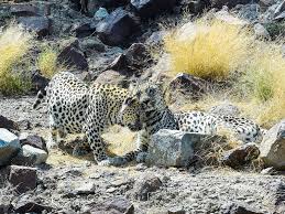 The arabian leopard (panthera pardus nimr) is a leopard subspecies native to the arabian peninsula and classified as critically endangered by iucn since 1996. Mohammed Bin Salman Orders The Establishment Of A Fund To Protect The Arabian Leopard News Photos Gulf News