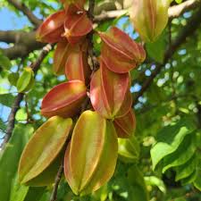 Image result for Averrhoa carambola