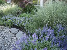 Amsonia Blue Ice At Far End Front Of Border With Miscanthus Morning Light Grass And Nepeta Dropmore Hybrid Miscanthus Morning Light Spring Bulbs Front Yard