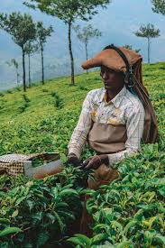 16 Epic Things To Do In Kerala India Best Places To Visit Cool Places To Visit Kerala Munnar