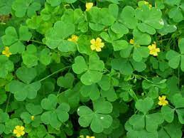 Then again, there is some confusion about what a shamrock actually is! Oxalis Stricta Common Yellow Woodsorrel Lemon Clover Oxalis Pickle Plant Shamrock Plant Sourgrass Wood Sorrel Yellow Woodsorrel Yellow Wood Sorrel North Carolina Extension Gardener Plant Toolbox