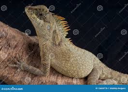 1,853 Indonesia Medium Stock Photos - Free & Royalty-Free Stock Photos from  Dreamstime