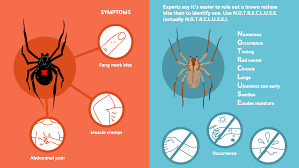 A number of spiders can cause spider bites that are medically important. Spider Bites Overview And More