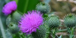 Female guppies will take care of them if they are small enough as will other fish. Thistle How To Avoid Being Invaded And Eradicate It World News Business Lifestyle Entertainment Site