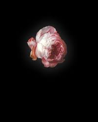 Dutch rachel rose