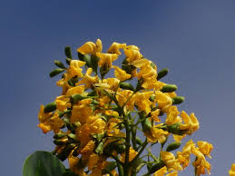 Image result for Pterocarpus indicus