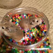 Precious Babies Cute Hamsters Dwarf Hamster Hamster