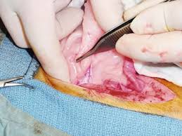 Ovarian Remnant Syndrome In Small Animals Veterian Key