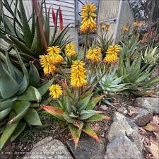 Image result for Aloe ribauensis