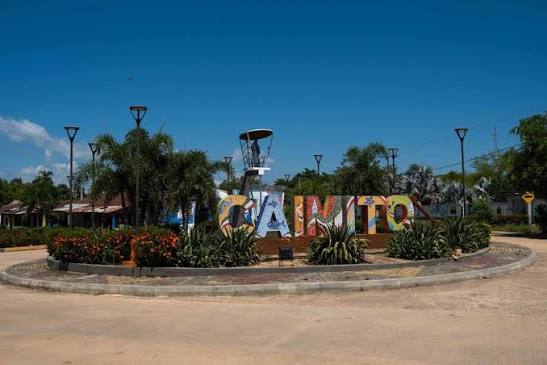Caimito
