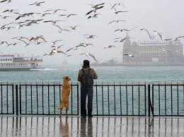 20 Photos That Prove Dogs Are The Most Loyal Animals Ever Heartwarming Pictures Great Big Canvas Dog Pictures