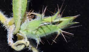 Image result for Blepharis integrifolia