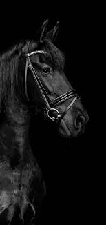 We did not find results for: Black Horse Wallpaper Horses Horse Wallpaper Black Horse