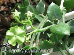 See more of parachute advansed extra care on facebook. Ceropegia Sandersonii Parachute Plant Umbrella Flower Toptropicals Com