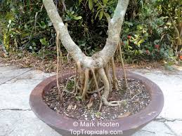 Image result for Ficus muelleriana