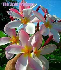 Heirloom30 Seeds Plumeria Mixed Colors Flower Fresh And Colorful High Quality Seeds Plumeria Rubra Frangipani Sal Lotus Flower Pictures Yellow Flowers Plumeria