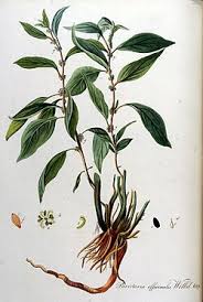 Image result for Parietaria