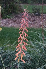 Image result for Kniphofia thomsonii