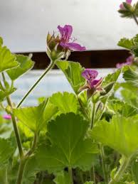 Image result for Pelargonium domesticum round-leaved bushy