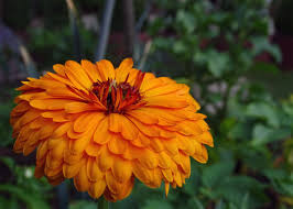 Check spelling or type a new query. 15 Flower Names In Hindi And English Owlcation