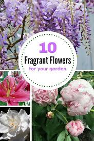 What are the best smelling flowers. Check Out This List Of 10 Best Smelling Flowers If You Re Looking To Grow A Fragrant Garden Thi Best Smelling Flowers Smelling Flowers Beautiful Flowers Garden