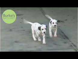 Healthy nutrition advice plus hundreds of recipes. Burke S Backyard Dalmatian Dog Road Test Youtube