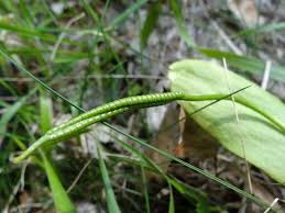 Image result for Ophioglossum reticulatum
