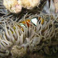 Image result for Sebaea junodii