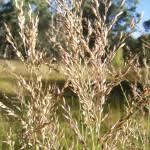 Image result for Arundinella nepalensis