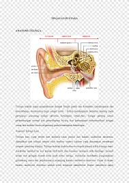 It results from problems in the inner ear or vestibular nerve, with benign paroxysmal positional vertigo (bppv) being the most common form. Inner Ear Vertigo Middle Ear Hearing Ear Text People Png Pngegg