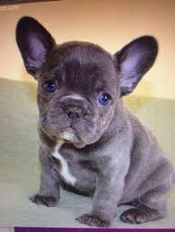 French Bulldog Black And Blue Eyes French Bulldog With Gorgeous Blue Eyes French Bulldog Puppies Really Cute Puppies Cute Little Puppies