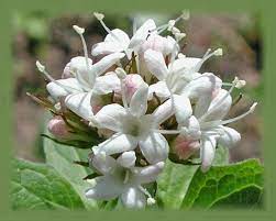 Pin On Flower Essences