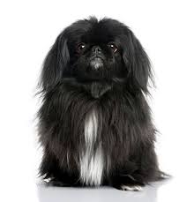 Black And White Pekingese Puppies For Sale Black And White Pekingese Pekingese Puppies Dog Breeds Pekingese Puppies For Sale