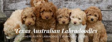 As trusted labradoodle breeders, we take great care to give every visitor the best labradoodle puppies, including the best health characteristics, a gorgeous appearance, and an adoring personality. Texas Australian Labradoodles Home Facebook