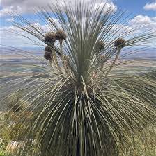 Image result for Xanthorrhoea australis