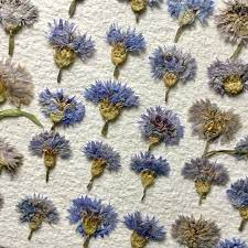 Bachelor Button Cornflowers Pressed Flowers For Crafting Etsy Pressed Flower Art Pressed Flowers Flower Art