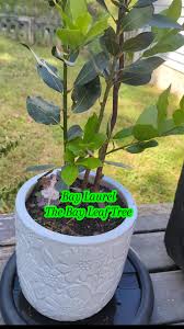 Image result for bay leaf bush foto